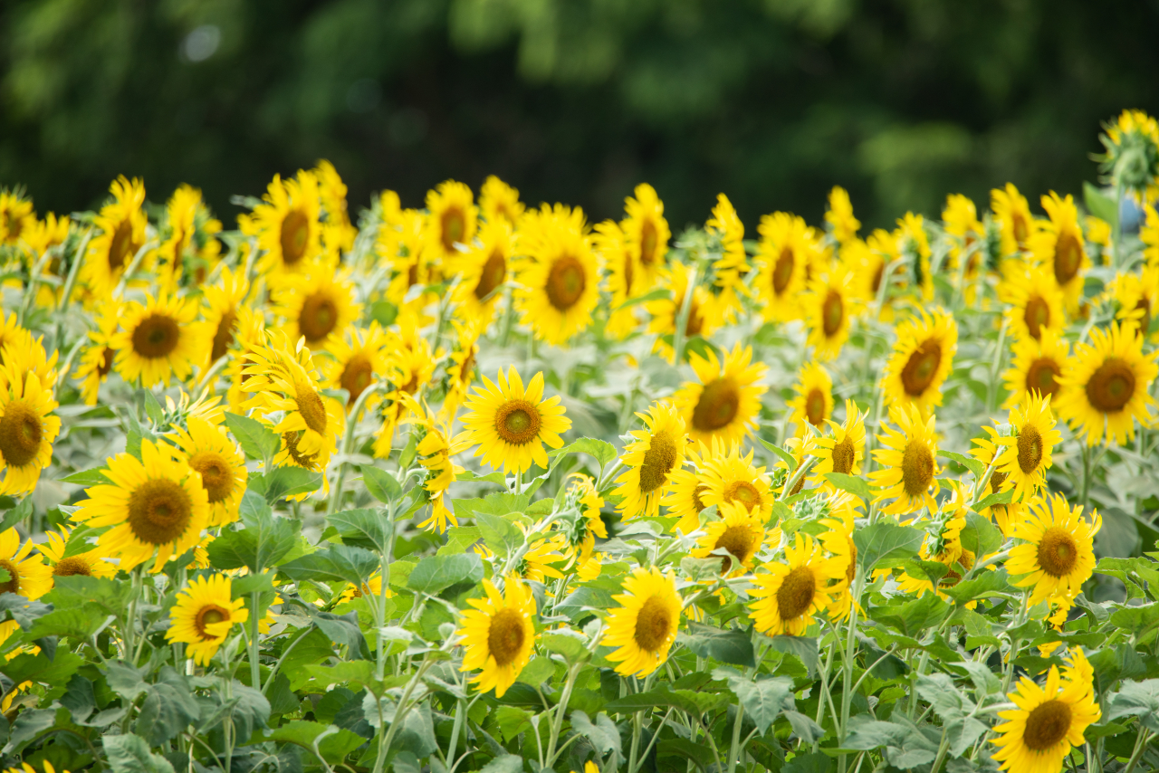 柏西口第一公園