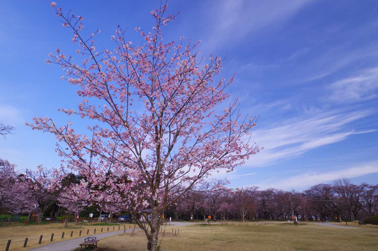 ⑩春の桜山