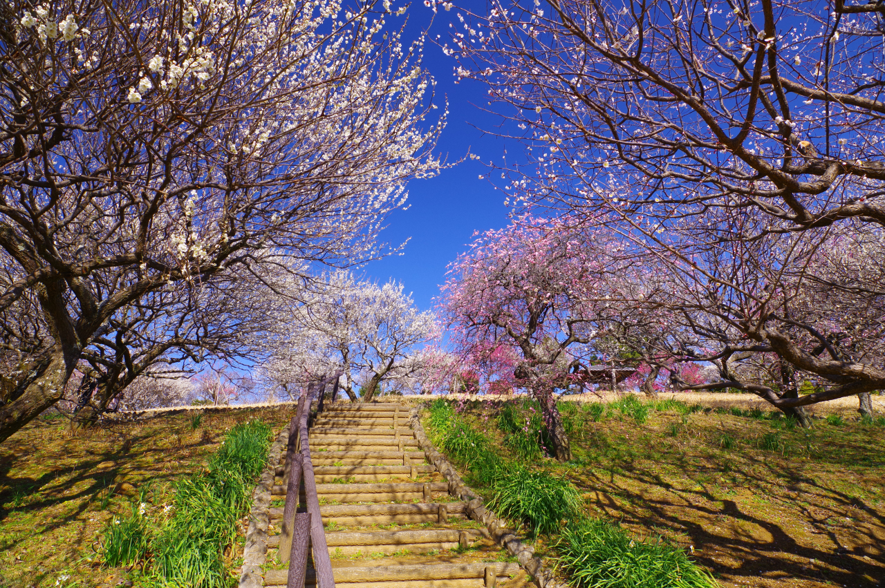 ⑦あけぼの山の梅園
