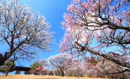 あけぼの山公園