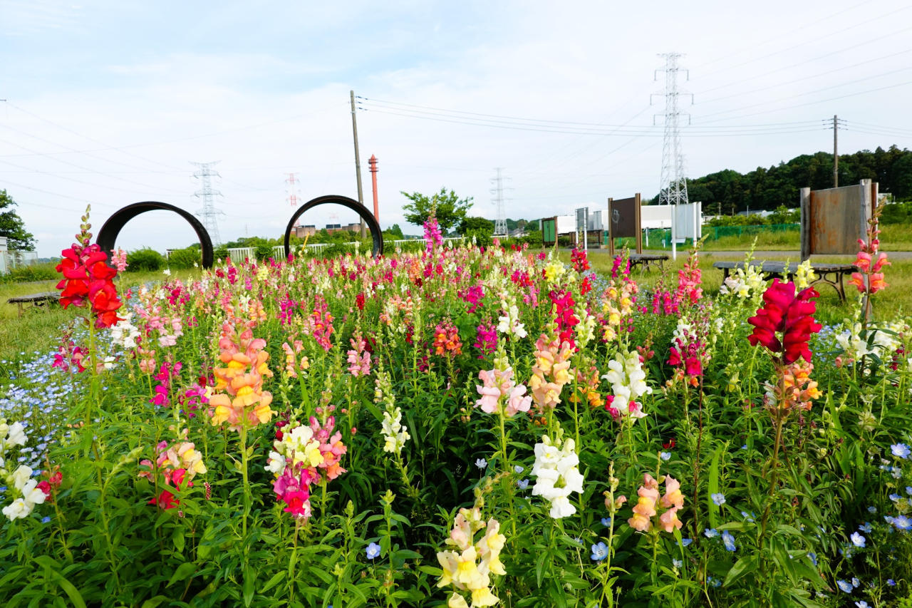 柏ふるさと公園04