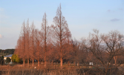 柏ふるさと公園