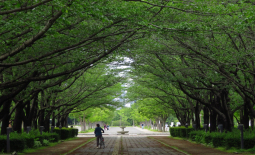 柏の葉公園
