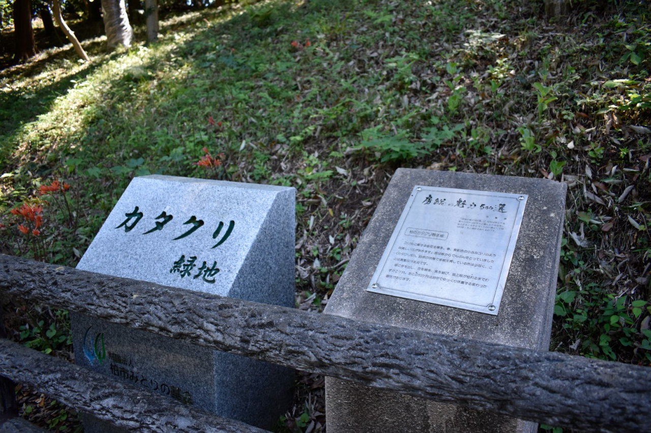 カタクリ群生地03