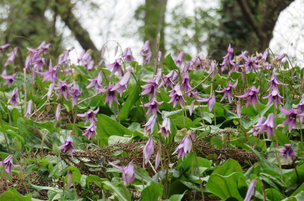 カタクリ群生地02