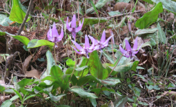 カタクリ群生地