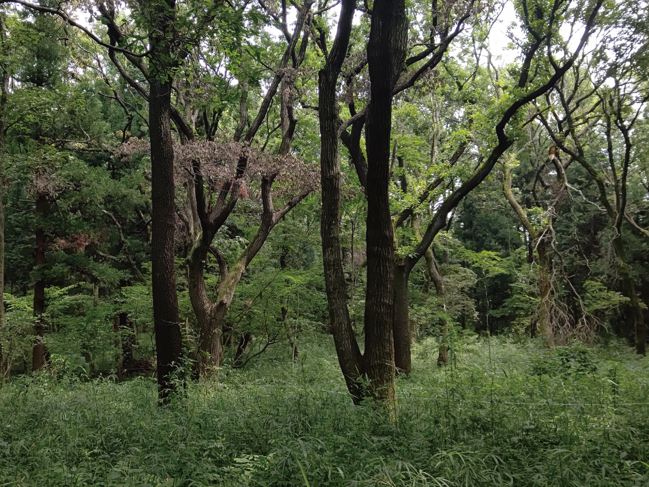 こんぶくろ池005