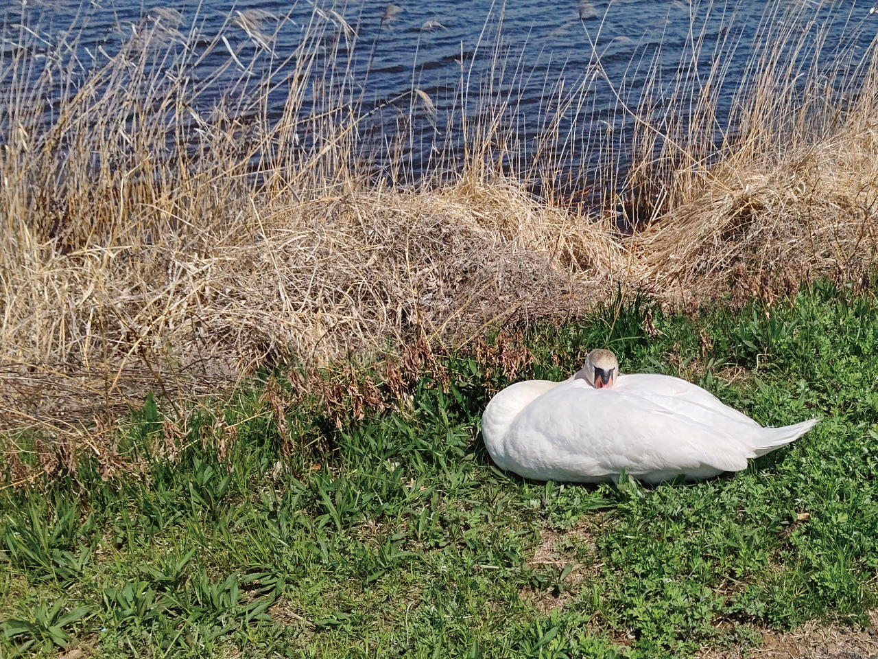 手賀沼ふれあい緑道02