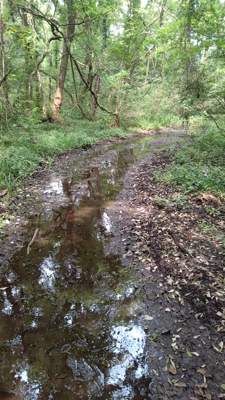 湧水こんぶくろ池03